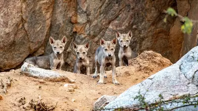 Leopard Dominance Halts Wolf Breeding Season at Karnataka's Bankapur Sanctuary