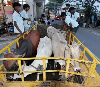 Madurai Hires Bull Catchers to Combat Stray Cattle Menace on Streets