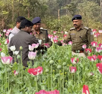 Odisha Faces Growing Opium Poppy Cultivation Crisis in Forest Areas