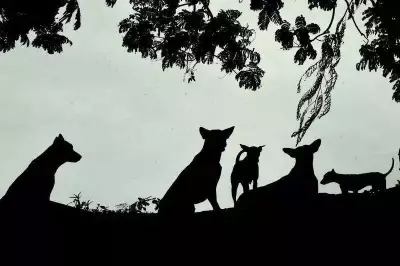 Rabies Vaccine Gaps Exposed: Hundreds of Vaccinated Dogs Die in Kerala Capital