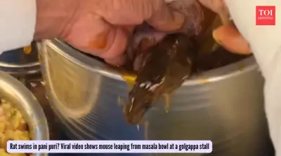 Rat in Pani Puri Horror: Viral Video Exposes Street Food Safety Crisis