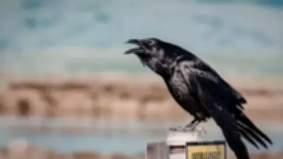 Ravens Challenge Human Intelligence Paradigm with Future Planning Abilities