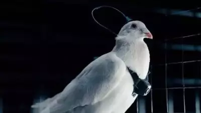 Russian Startup Neiry Develops Brain-Implanted Pigeons as Bio-Drones for Surveillance