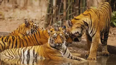 Tadoba's Top 5 Iconic Species: Why Tourists Flock to Maharashtra's Tiger Reserve