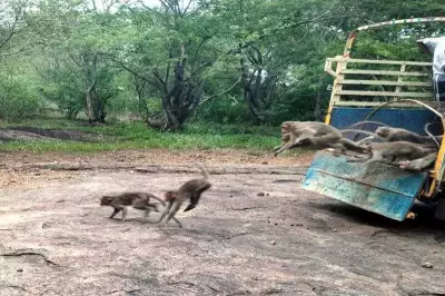Tenkasi Forest Department Issues Monkey Intrusion Advisory to Schools and Colleges