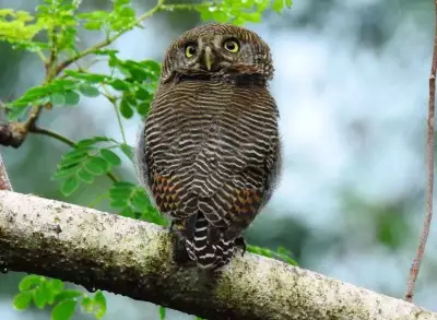 Thiruvananthapuram Bird Count 2026: 260 Species Spotted in Backyard Survey