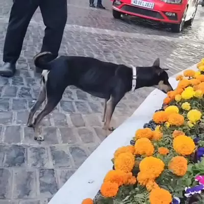 Thumki, the Beloved Taj Bengal Dog, Captures Hearts in Kolkata