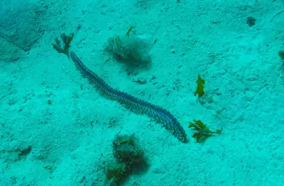 Two New Marine Worm Species Discovered on West Bengal Coast