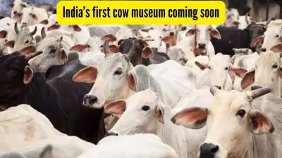 Uttar Pradesh to Build India's First National Cow Culture Museum in Mathura