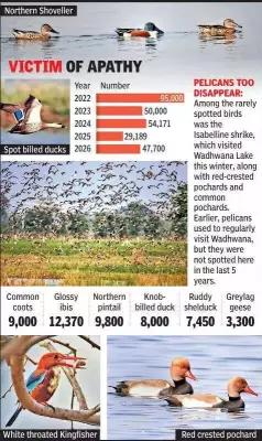 Wadhwana Lake's Migratory Bird Population Plummets by 50% Since Ramsar Designation