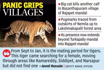 Wandering Tiger Continues to Stalk Yadadri Bhuvanagiri Villages, Killing Fifth Calf