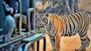 200 Big Cats Poached in India Since 2005, Central India Emerges as Major Hotspot