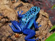 5 Amphibious Animals That Live on Land and Water: Where to Spot Them in India and Worldwide