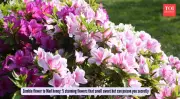 5 Beautiful Flowers with Hidden Toxins: A Sweet Scent Can Mask Serious Danger