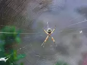 5 Effective Natural Ways to Repel Spiders from Home & Garden