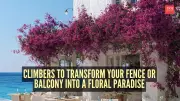 6 Stunning Climbers to Create a Floral Paradise on Your Balcony or Fence