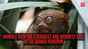 7 Animals With The Strangest Eyes In The Animal Kingdom: Nature's Vision Marvels