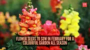 7 Best Flower Seeds to Sow in February for Year-Round Garden Colour