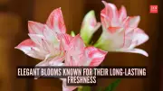 7 Elegant Long-Lasting Flowers That Stay Fresh for Weeks in Your Home