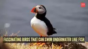 7 Fascinating Birds That Swim Underwater Like Fish: Nature's Aquatic Aviators