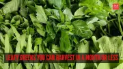 7 Fast-Growing Leafy Greens You Can Harvest in Under 30 Days