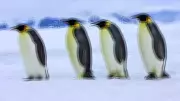 7 Unique Antarctic Animals That Captivate Travelers