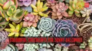 7 Vibrant Succulents to Transform Your Sunny Balcony into a Colorful Oasis