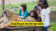 72 Tigers Die in Thailand Virus Outbreak at Private Animal Parks