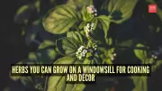 8 Essential Herbs to Cultivate on Your Windowsill for Cooking and Decor