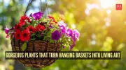 8 Stunning Plants to Transform Hanging Baskets into Living Art