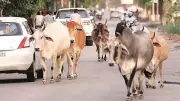 Ahmedabad Declares 13 Wards as 'No Cattle Zones', Cancels Over 60 Licences