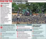 Ahmedabad's Pigeons Reveal Toxic Threat in Urban Environment