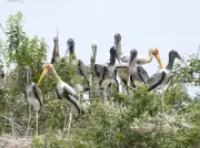 Almatti Dam's High Water Levels Disrupt Annual Migratory Bird Arrival in Vijayapura