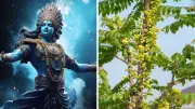 Amalaki Ekadashi 2026: Date, Tithi Timings, and Spiritual Significance