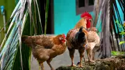 Andhra Pradesh Intensifies Bird Flu Battle After 90 Avian Deaths in Two Days