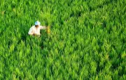 Andhra Pradesh Partners with Wadhwani AI to Revolutionize Agriculture Using Artificial Intelligence