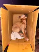 Animal Rights Group Demands Justice After Puppy Brutally Assaulted in Mangaluru Apartment