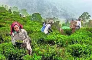 Assam Tea Industry Sees Remarkable Turnaround with 40 Million Kg Export Surge