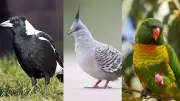 Australian Birds Defy Genetics: 5 Species Exhibit Natural Sex Reversal