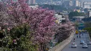Bengaluru Techies Develop Interactive Map to Track Pink Tabebuia Rosea Blooms