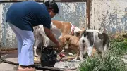 Bengaluru's Stray Dog Adoption Drive Sparks Outrage Among Animal Lovers
