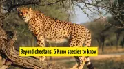 Beyond Cheetahs: 5 Underrated Wildlife Species Thriving in Kuno National Park