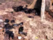 Bird Flu Outbreak in Bhagalpur: H5N1 Virus Confirmed in Wild Crows