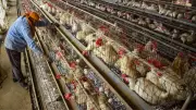 Bird Flu Symptoms in Humans: Key Signs and Health Risks Explained
