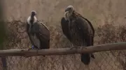 BNHS Rewilding Success: Rare Himalayan Griffon Vulture Spotted in Maharashtra