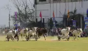 Bullock Cart Races Return to Kila Raipur with Modern Bull Names Sparking Debate