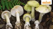 California's Deadly Death Cap Mushroom Outbreak: 4 Dead, Multiple Liver Transplants