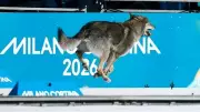 Canine Crashes Winter Olympics Sprint, Steals Spotlight at Finish Line