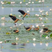 Cattle Egret Numbers Plummet in Latest Tamiraparani Waterbird Count