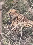 Cheetah KP-2 Crosses into Rajasthan Again, Sparks Inter-State Coordination Debate